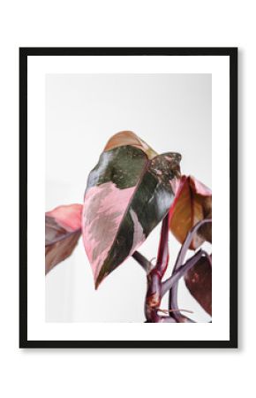 Pholodendron Pink Princess leaves on a white background, creative tropical plant concept, Philodendron Erubescens or Pink Princess