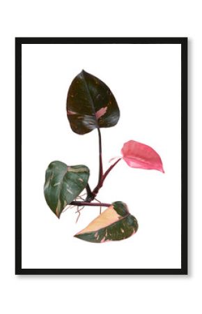 Philodendron Pink Princess plant, Philodendron Erubescens leaves, isolated on white background, with clipping path