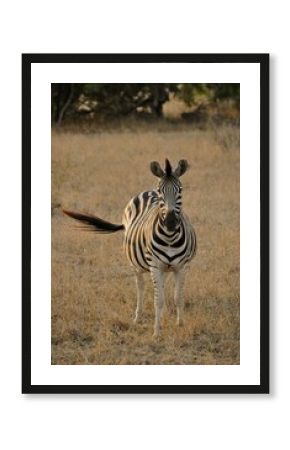 Zebra in the evening light