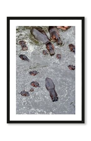 hippopotamus in the water, masai mara game reserve