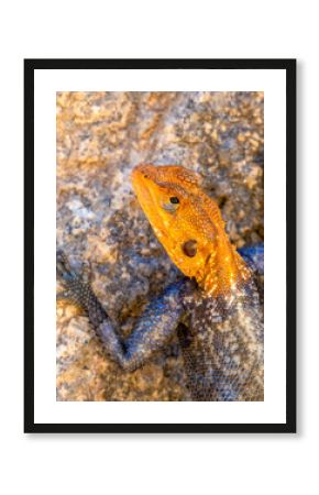 Namibische Felsenagame (Agama planiceps)