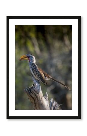 Southern yellow-billed hornbill (Tockus leucomelas), Rattray, Mala Mala Game Reserve, Sabi Sand Game Reserve, Mpumalanga, South Africa, Africa