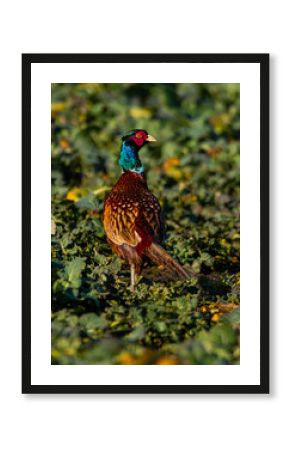 pheasant on the ground