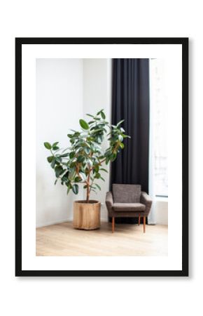 Interior detail. An armchair by the window and a large green plant in a tub. Calm tones.