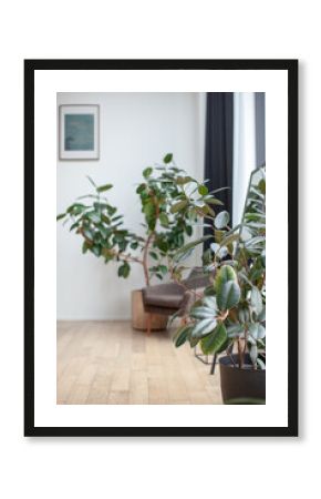 Interior detail. An armchair by the window and a large green plant in a tub. Calm tones.