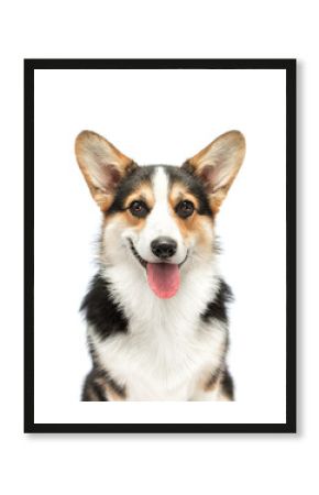 funny corgi dog pet smiling on white background