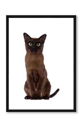 Excellent type adult Burmese cat, sitting up facing front. Looking towards camera. Isolated cutout on a transparent background.
