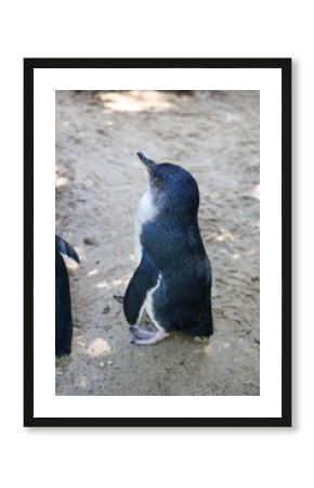 The Fairy penguin or blue penguin is so cute and local animal in phillip island,Australia