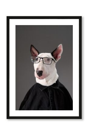 A white Bull Terrier dressed in a black shirt and glasses sits against a gray background, giving a scholarly look. The minimalistic studio setup highlights the dog's quirky and intelligent appearance.