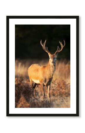 Young red deer stag standing in a meadow in autumn