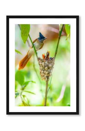 The Indian paradise flycatcher is a medium-sized passerine bird native to Asia, where it is widely distributed. As the global population is considered stable, it has been listed as Least Concern on th