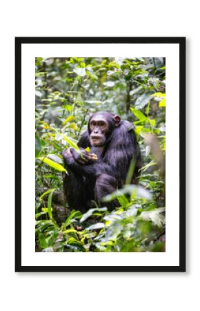 Adult chimpanzee, pan troglodytes, eats fruit in the tropical rainforest of Kibale National Park, western Uganda. The park conservation program means that some troupes are habituated for human contact