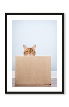 Bengal cat in a cardboard box.
