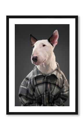A white Bull Terrier in a plaid shirt poses against a gray background, showcasing its calm demeanor. The casual outfit adds charm and personality to the portrait.