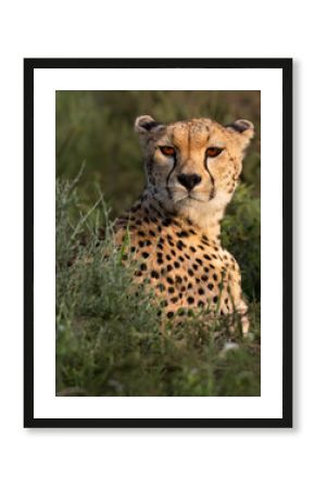 Cheetah in Grassland Habitat, Closeup Portrait