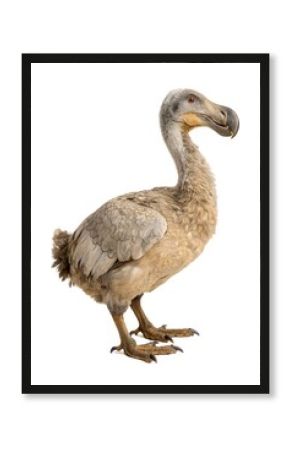 dodo bird isolated on white
