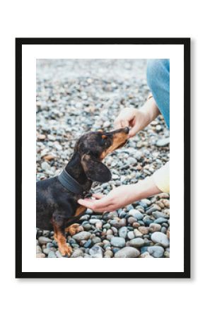 dachshund receiving a treat from a person s hand on a pebble beach during a calm outdoor moment, vertical