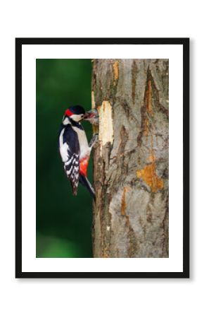 Great spotted woodpecker (Dendrocopos major) feeding chick at nest hole in tree, close-up, vibrant plumage, spring, parenting, wildlife, forest, nature, caring moment, green background.