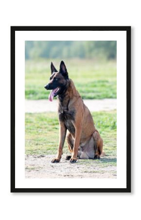 training of belgian shepherd