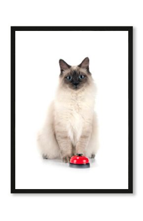 siberian cat and bell in studio