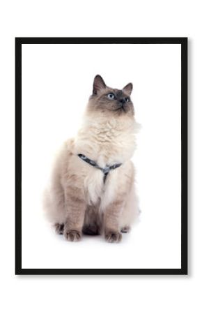 siberian cat in studio