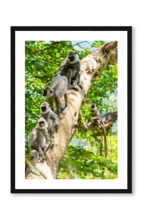 Gray hanuman langurs on a tree. Monkeys in the wild in the jungles of Sri Lanka. Troop of monkeys on trees. Wildlife scene with wild animals.
