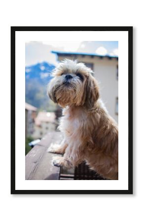shih tzu dog on a hotel balcony in the mountains