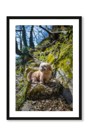 shih tzu dog walks along a mountain road 