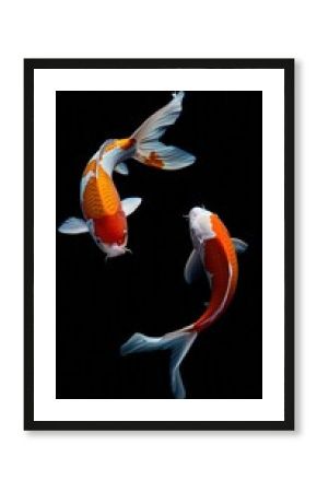 Koi fish swimming animal carp.