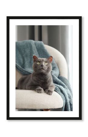 A gray cat perches upright on a cream-colored chair, partially covered by a blue knit blanket. Bright daylight enhances the cozy indoor ambiance.