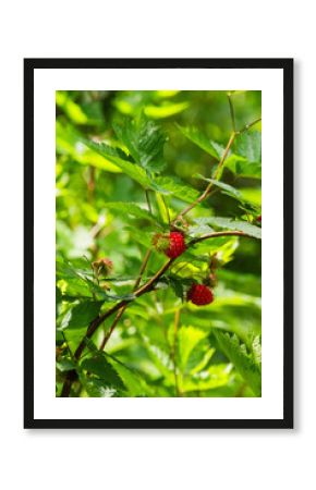Salmonberry (Rubus spectabilis) 
