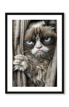 a grumpy cat 