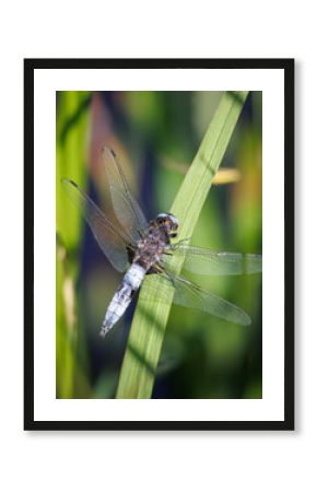 The Broad-bodied Chaser in Latin called libellula depresa, on a leaf near a ditch on a warm sunny spring day in the Netherlands
