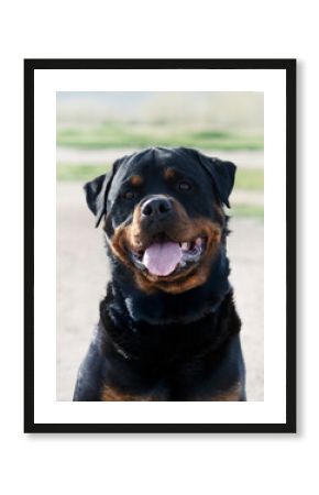 training of rottweiler