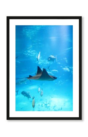 Stunning underwater view of marine animals inside the Osaka Kaiyukan Aquarium, one of the world largest aquariums. The exhibit features species like the whale shark.