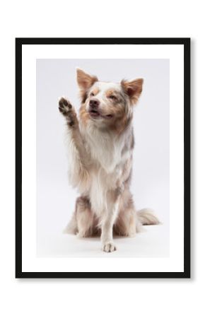A Border Collie stands on its hind legs, raising one paw as if playfully waving. The dog's well-groomed fur and expressive face highlight its energetic and friendly personality.