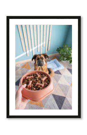 woman hand holding bowl for slow dog feeding , shepherd dog waiting patiently