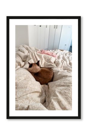 Relaxed siamese cat on bed. Warmth, comfort, and quiet bond between pet and owner