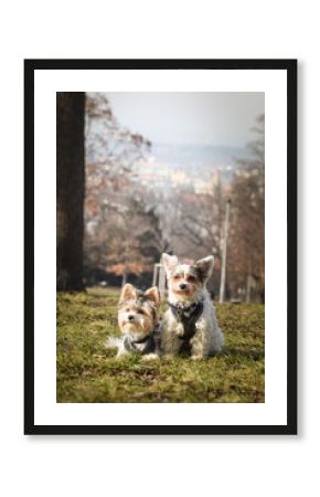 Autumn portrait of dogs in nature. He is so cute in the nature. He has so lovely face  