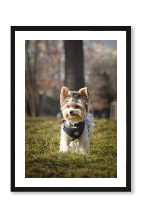 Autumn portrait of dog in nature. He is so cute in the nature. He has so lovely face  