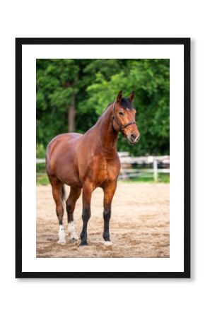 Elegant thoroughbred racehorse standing still, posing in front of camera. Portrait of graceful and well groomed horse on sunny day. Ideal for equestrian, horse racing, or animal photography themes.
