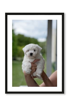 Young woman holds little funny Puppy. Fluffy white puppy held in hands outside on a spring day. Adorable dog looking at camera
