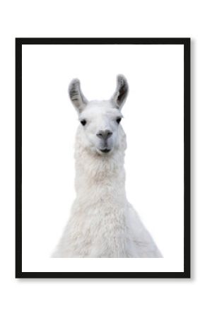 portrait of white llama isolated on white background