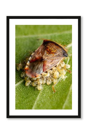 Close-Up of a Parent Bug on a Leaf with Eggs in Nature