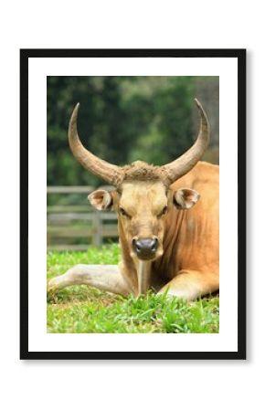 portrait of a bos javanicus