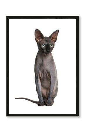 Sphynx (2 years old) in front of a white background