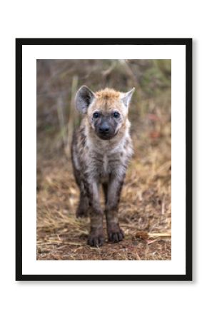 An isolated small hyena pup.(baby) surveys his surroundings.