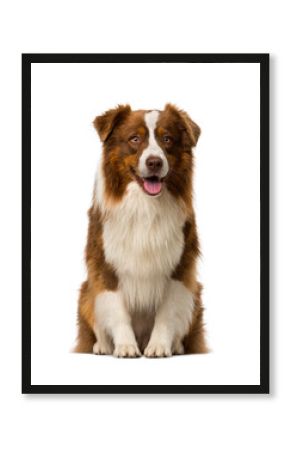 Border collie sitting