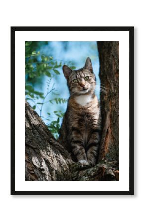 Kater sitzt im Baum, hübscher getigerter Kater ist auf der Jagd, Kätzchen sitzt im Baum