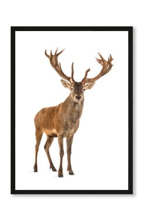 Red deer stag in front of a white background